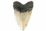Fossil Megalodon Tooth - North Carolina #183319-2